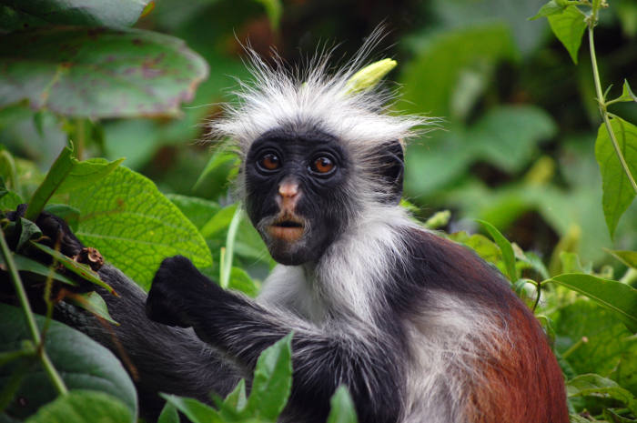 Fuzzy Monkey testing distributed systems - Red Colobus from Wikipedia